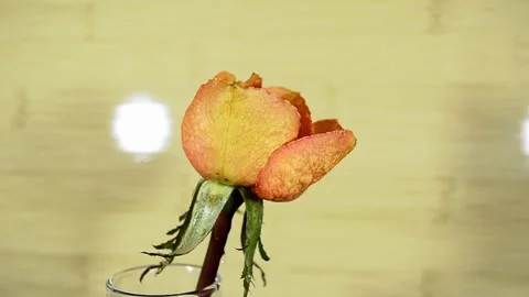 Blooming rose bud Stock-Footage 143819376