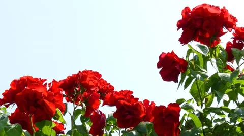 Blooming rose bush Stock Footage 51385974