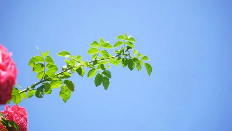 Blooming rose bush Stock Footage 137072042