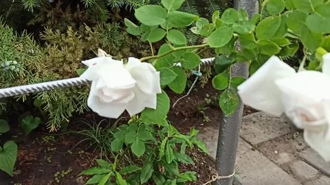 Blooming rose bush Stock Footage 276292671