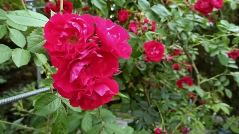 Blooming rose bush Stock Footage 276292687