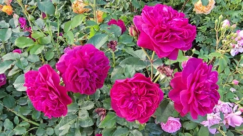 Blooming rose bush with many beautiful dark crimson flowers Stock Footage 249255953