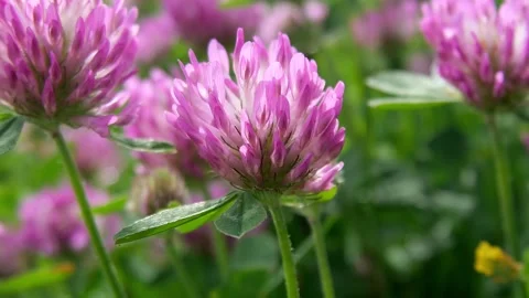 Blooming rose clover Vídeo Stock 251349758