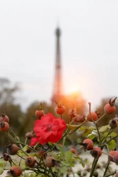 Blooming rose, Eiffel Tower, sunset Stock Photos
