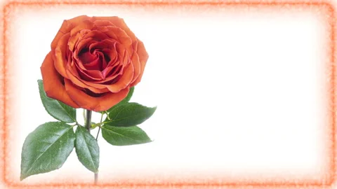 Blooming rose flower open, closeup. Timelapse of pink and yellow rose blossoming Stock Footage 128959040