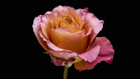 Blooming rose flower open, time lapse, closeup. 4K Stock Footage 123509346