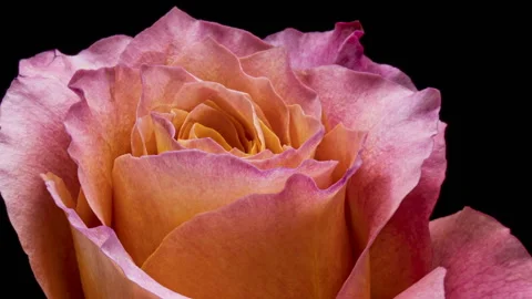 Blooming rose flower open, time lapse, closeup. Stock Footage 125701763