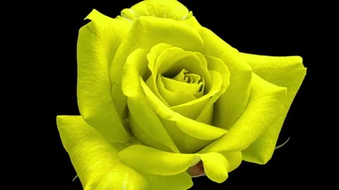 Blooming rose flower timelapse, close-up. Stock Footage 252915899