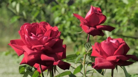 Blooming rose flowers Stock Footage 134999965