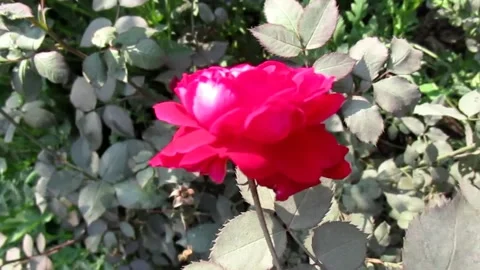 A blooming rose Stock Footage 154409935