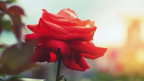 Blooming rose in the garden 스톡 동영상 77807060