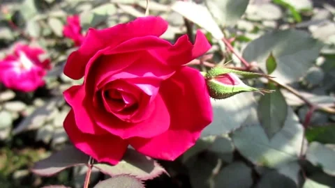 Blooming rose in garden 스톡 동영상 154548298