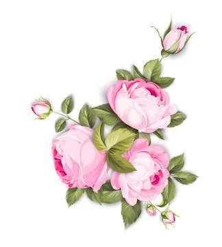 The Blooming Rose. Stock Illustration