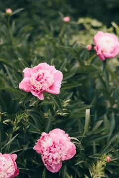 Blooming rose peonies on branches on the background of green leaves. Stock Photos