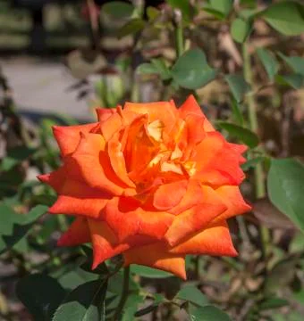 Blooming rose Stock Photos