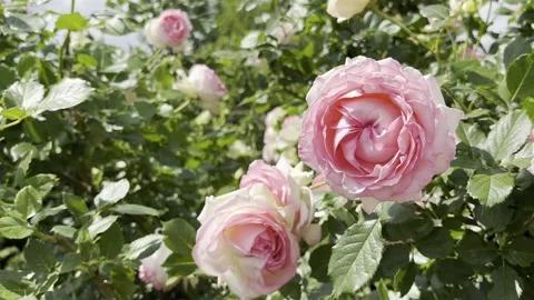 Blooming rose pink bush Stock Footage 276745373