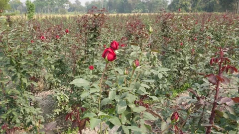 Blooming Rose Plants Video stock 332583937