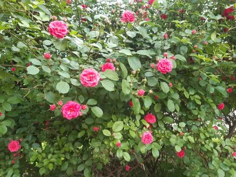 Blooming Rose Tree Stock Photos