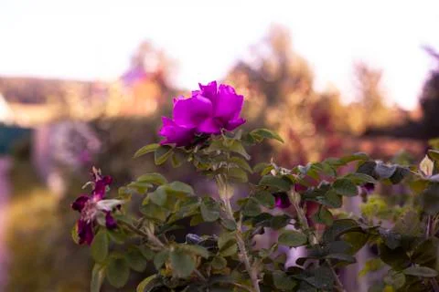 Blooming rosehip Stock Photos