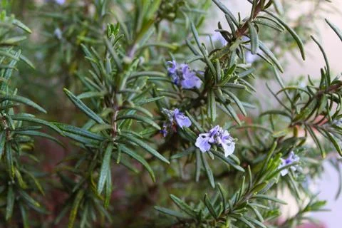 Blooming rosemary Stock Photos