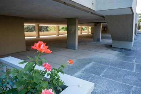 Blooming roses and concrete structure in modern architecture Urbino Italy Stock Photos