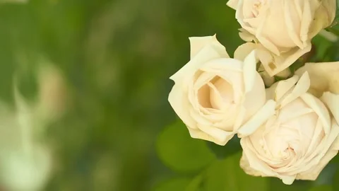 Blooming roses bud. Close up to tea roses bush. Dolly shot in slow motion. Soft Stock Footage 134751870