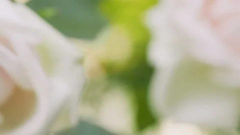 Blooming roses bud. Extreme close up. Dolly shot in slow motion along of tea Stock Footage 136866351