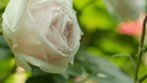 Blooming roses buds. Close up dolly shot. Slow Motion along of tea roses bush Stock Footage 136866365