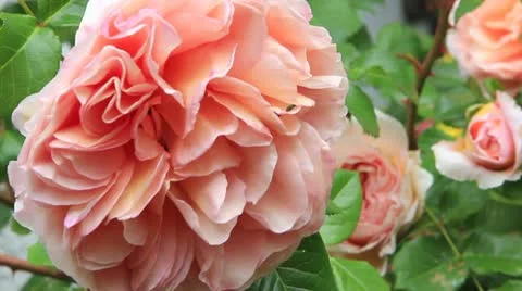 Blooming roses Stock Footage 11136743