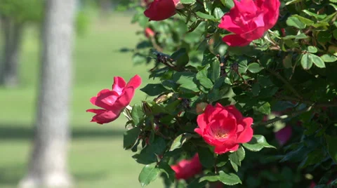 Blooming roses Stock Footage 39330357