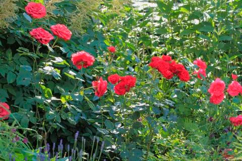 Blooming roses Stock Photos