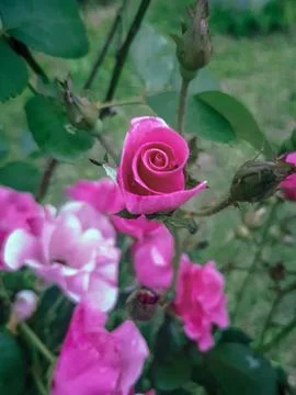 Blooming roses Фото