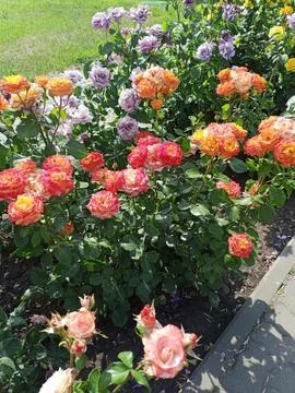 Blooming roses Stockfoto's