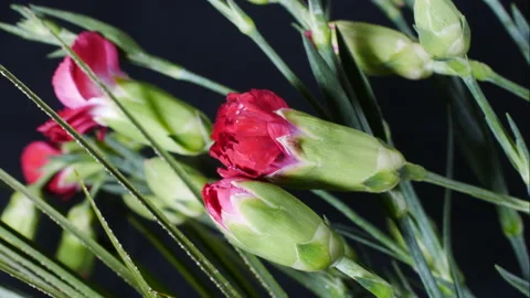 Blooming roses in spring. Video stock 171999756