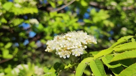 Blooming rowan Stock Footage 276493354