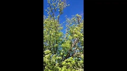 Blooming rowan Stock Footage 276493428