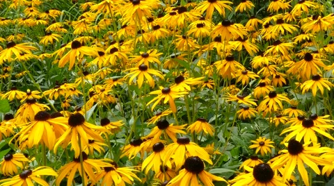 Blooming Rudbeckia Stock Footage 53412608