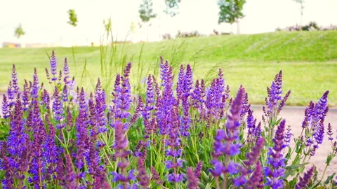 Blooming sage Stock Footage 155553285