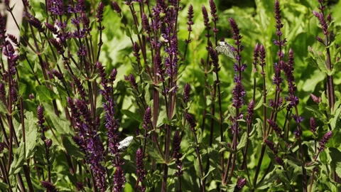 Blooming sage in the garden Stock Footage 198803539