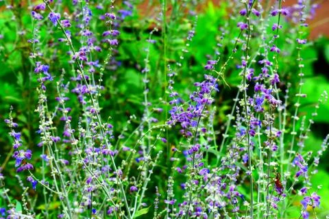 Blooming Sage Stock Photos