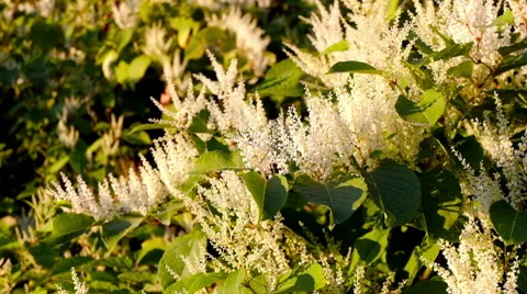Blooming Sakhalin Knotweed Vidéo 67739730