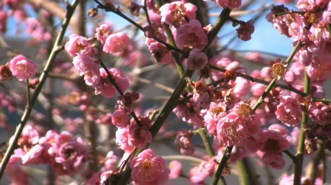 Blooming sakura and bees Video stock 485880