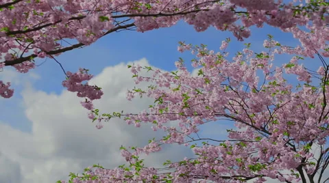 Blooming sakura and clouds. Stock Footage 49462522