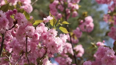 Blooming sakura on a blurred background. Beautiful pink flowers Stock Footage 309325009