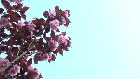 Blooming sakura branch in 4K. Stock Footage 129553902