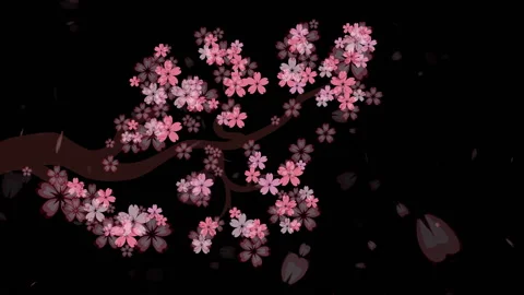 Blooming Sakura Branch Stock Footage 88704439