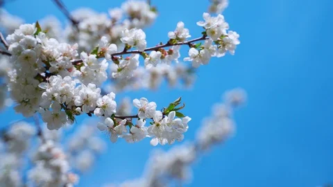 Blooming sakura branch sways in the wind against a blue background. Video stock 129100969