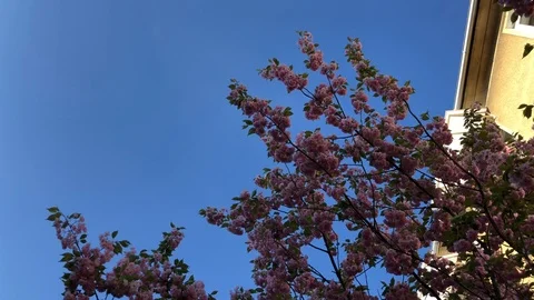 Blooming sakura branches moving on the wind Stock Footage 89177298