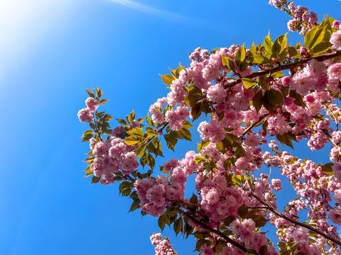 Blooming sakura branches reaching for the clear blue sky Stock Photos