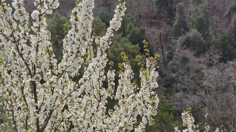 Blooming sakura, cherry, apricot tree in mountains Stock Footage 184924942